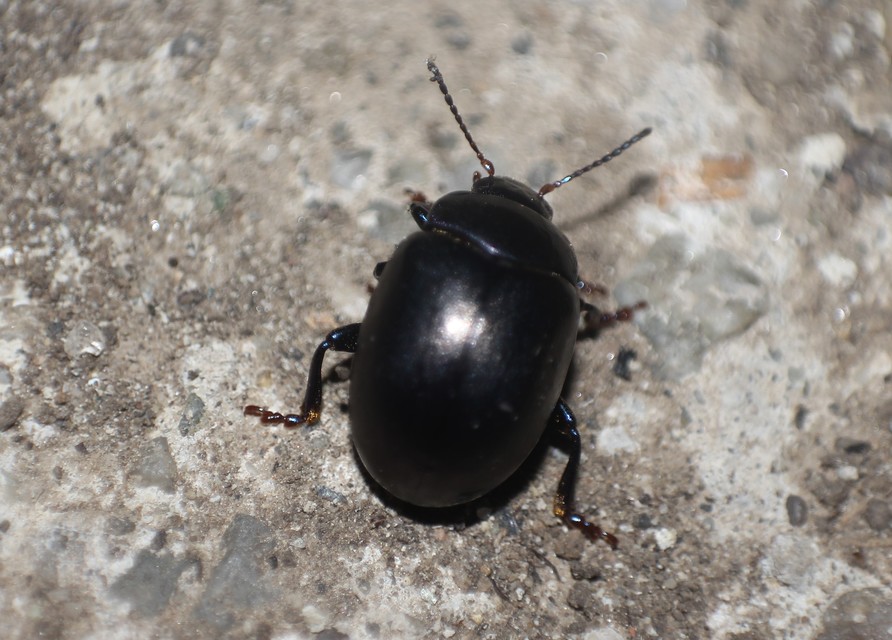 Chrysolina sturmi - vöröslábú levelész