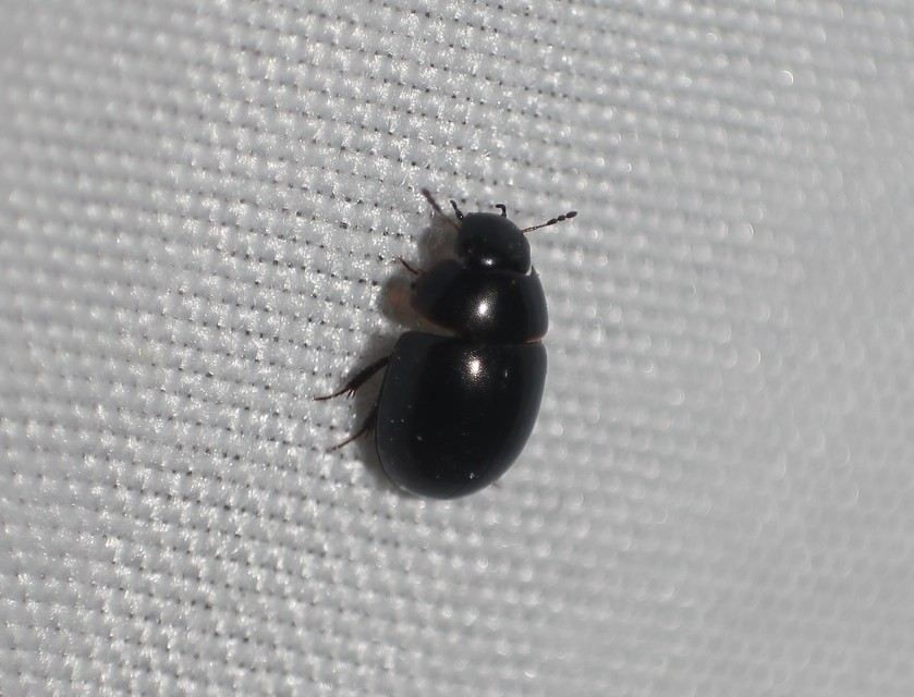 Coelostoma orbiculare - kétéltű csiborka