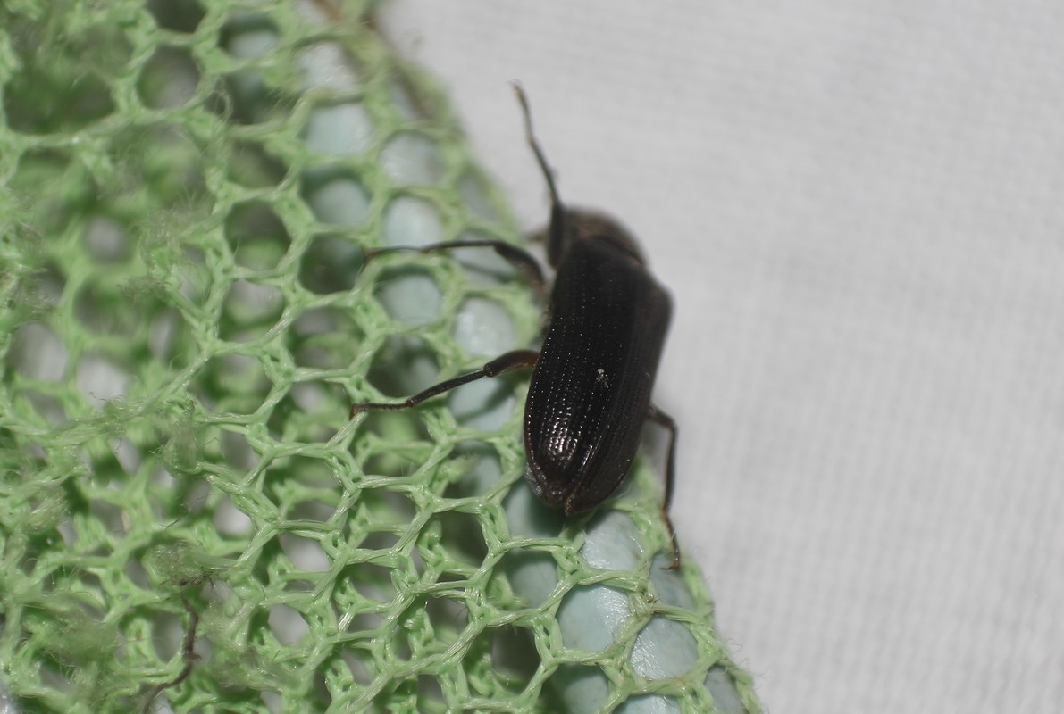 Potamophilus acuminatus - nagy karmosbogár