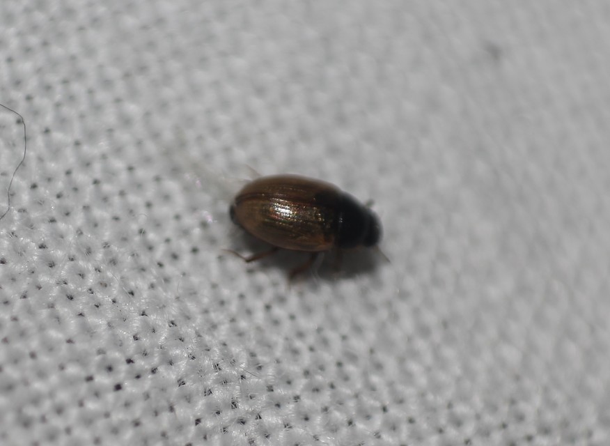 Cercyon melanocephalus - háromszögfoltos iszapcsiborka Cercyon melanocephalus - háromszögfoltos iszapcsiborka