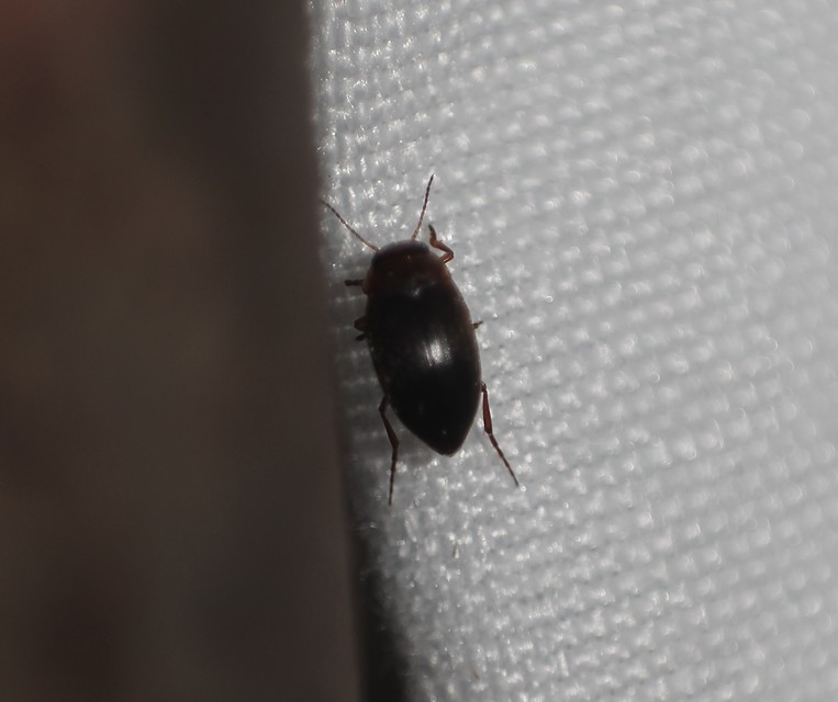 Hydroporus angustatus - karcsú kiscsíkbogár
