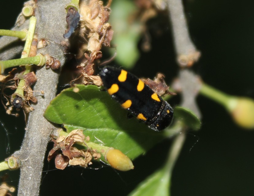 Ptosima undecimmaculata - sárgafoltos díszbogár