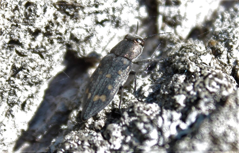 Trachypteris picta decostigma - foltos fürgedíszbogár