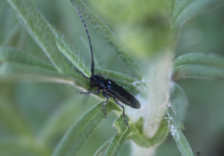 Agapanthia cardui - sávos bogáncscincér