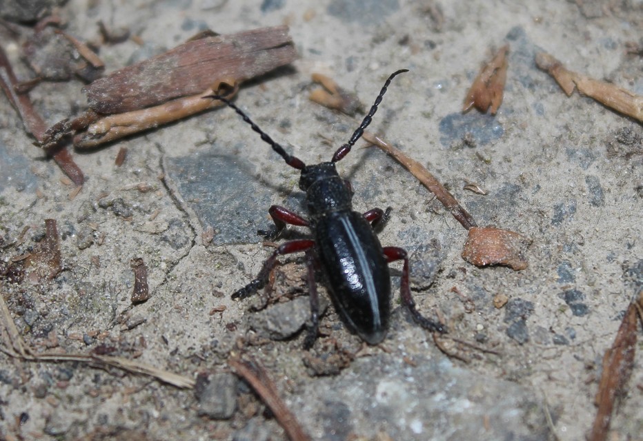 Dorcadion pedestre - kétsávos gyalogcincér