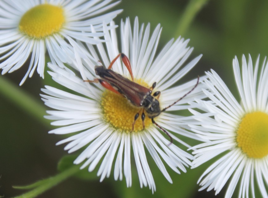 Stenopterus rufus - tarkacsápú keskenyfedőscincér
