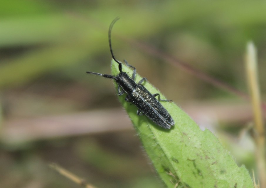 Agapanthia cardui - sávos bogáncscincér