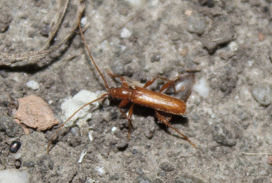 Axinopalpis gracilis - kecses selymescincér