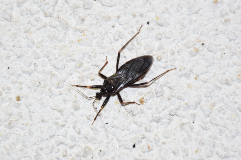 Reduvius personatus - szemetes zugpoloska