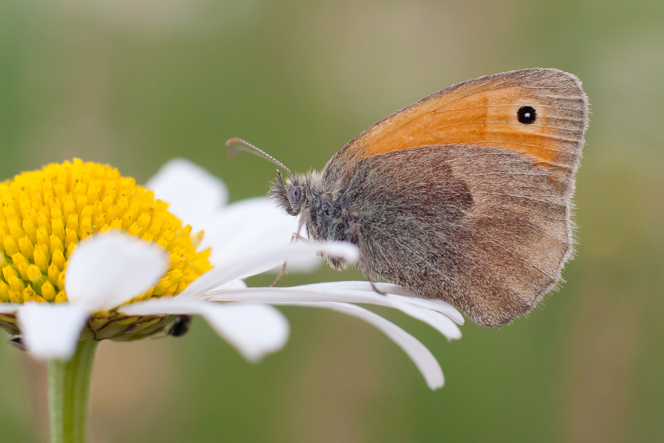 Coenonympha pamphilus - kis szénalepke