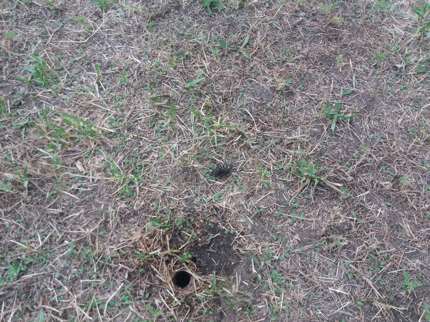 Geolycosa vultuosa - pokoli cselőpók