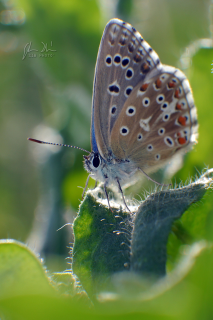 Polyommatus bellargus - égszínű boglárka