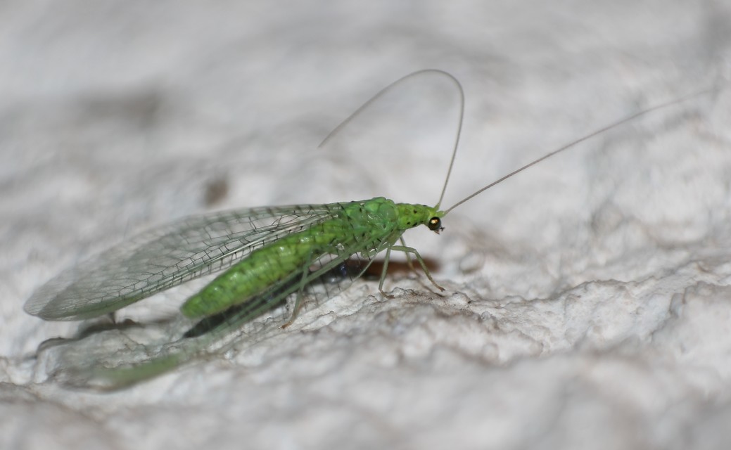 Chrysopidae - zöldfátyolkák