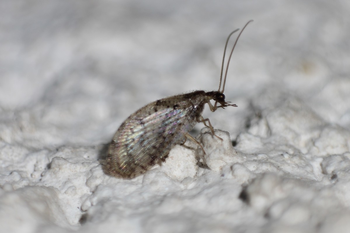 Sympherobius pygmaeus