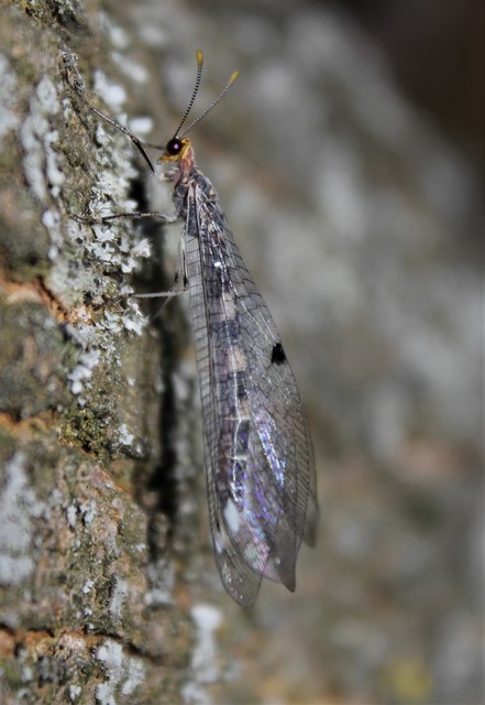 Megistopus flavicornis - kétfoltos hangyaleső
