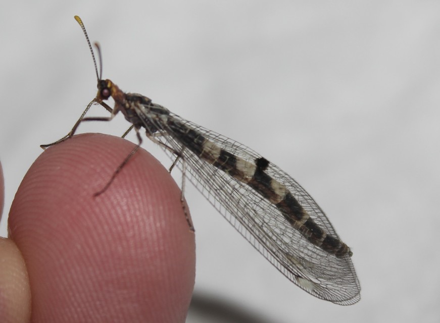 Megistopus flavicornis - kétfoltos hangyaleső