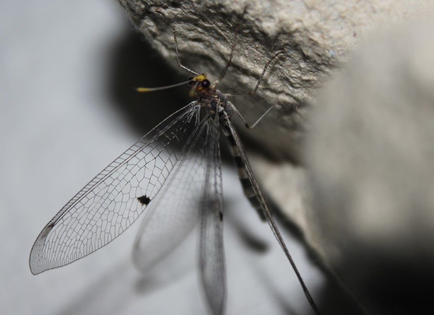 Megistopus flavicornis - kétfoltos hangyaleső