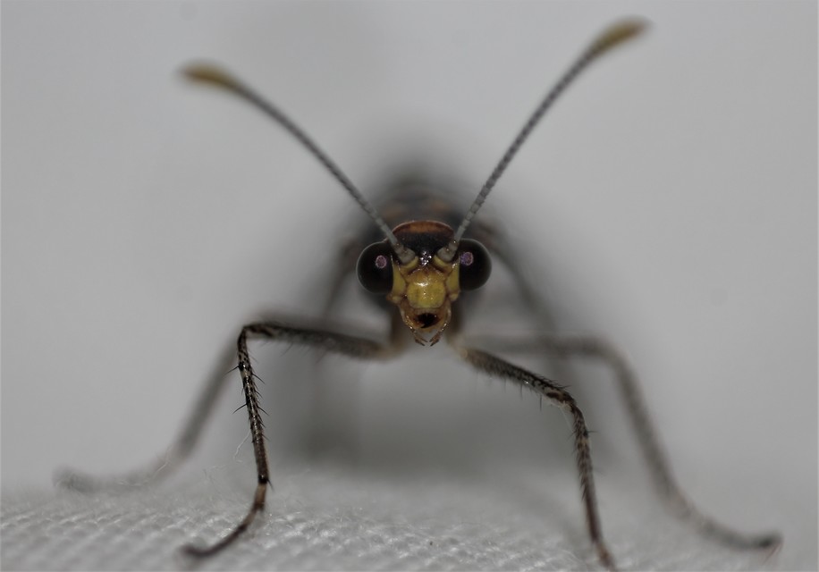 Megistopus flavicornis - kétfoltos hangyaleső