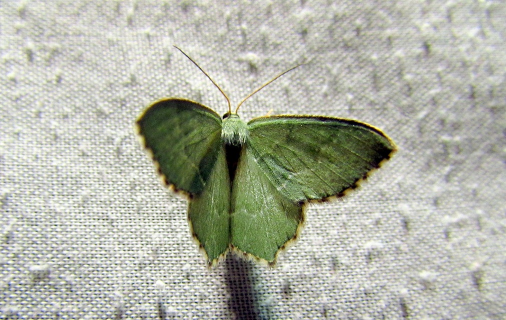 Hemithea aestivaria - nyír-zöldaraszoló