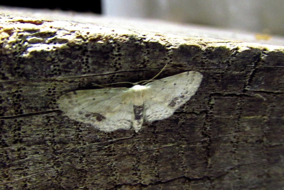 Idaea dimidiata - gyakori apróaraszoló