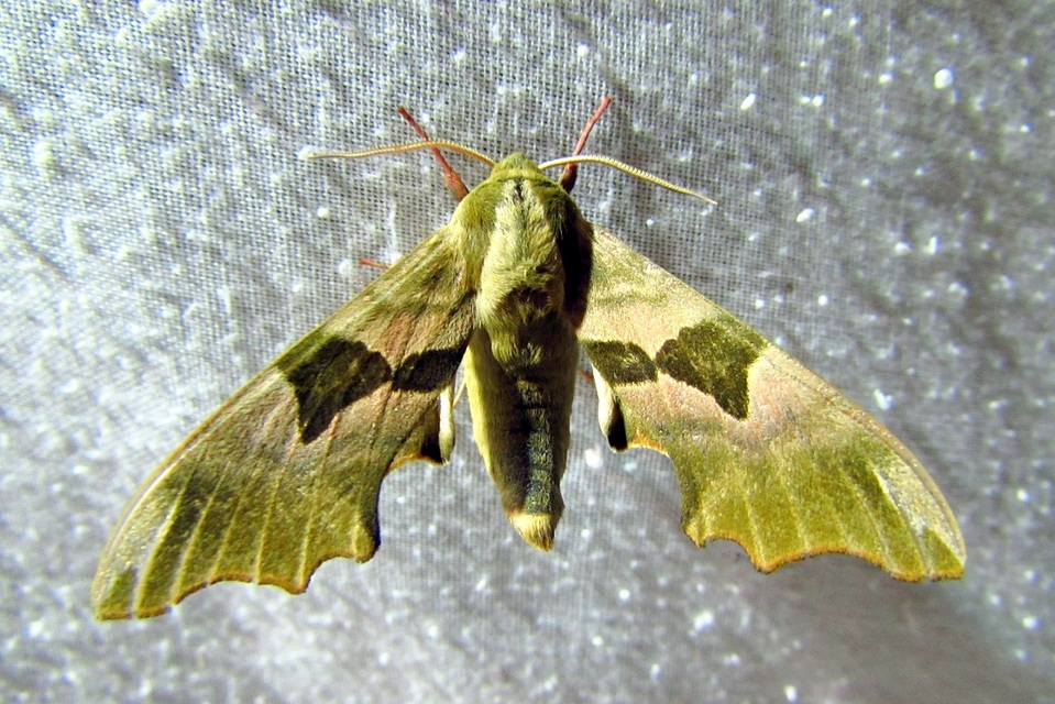 Mimas tiliae - hársfaszender