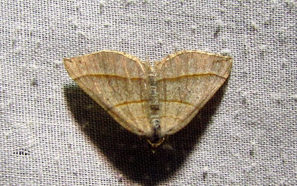 Scotopteryx mucronata - agyagszürke araszoló