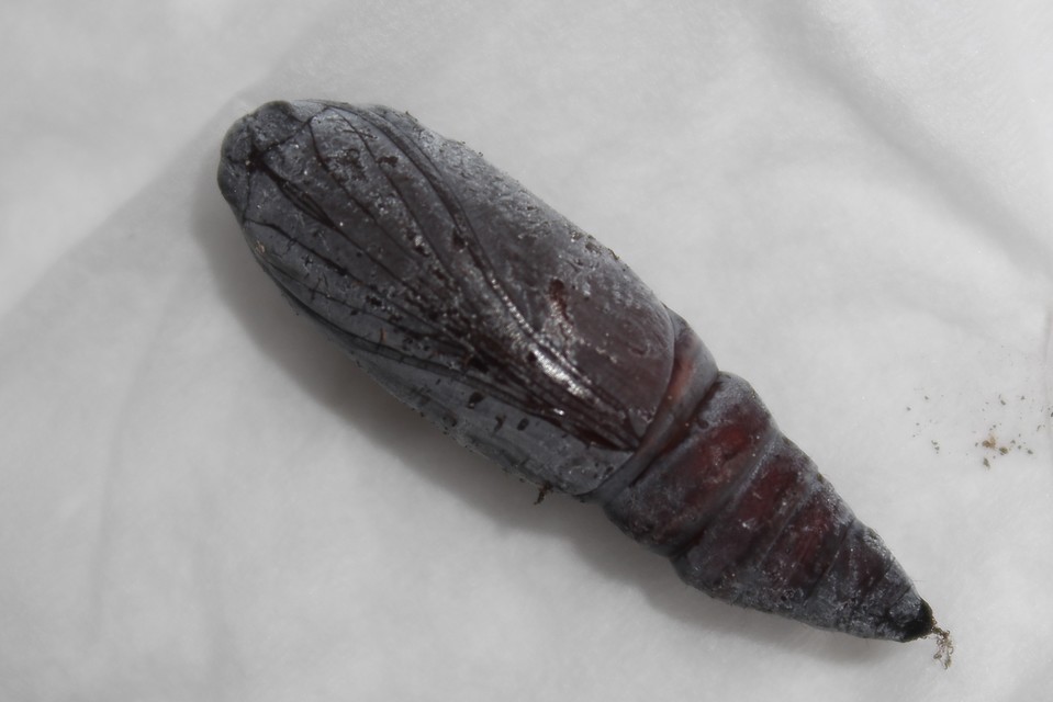 Catocala promissa - kis tölgyfa-övesbagoly