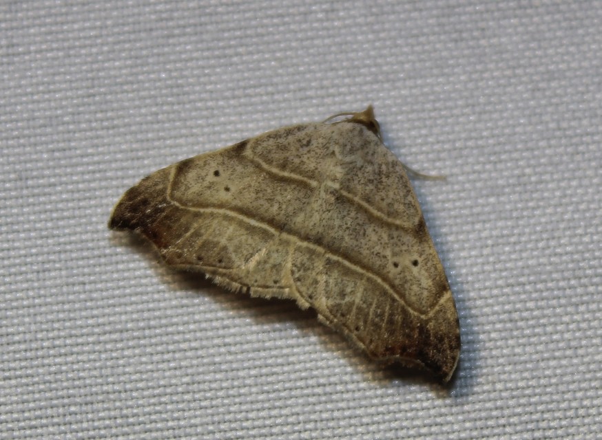 Laspeyria flexula - zuzmóbagoly