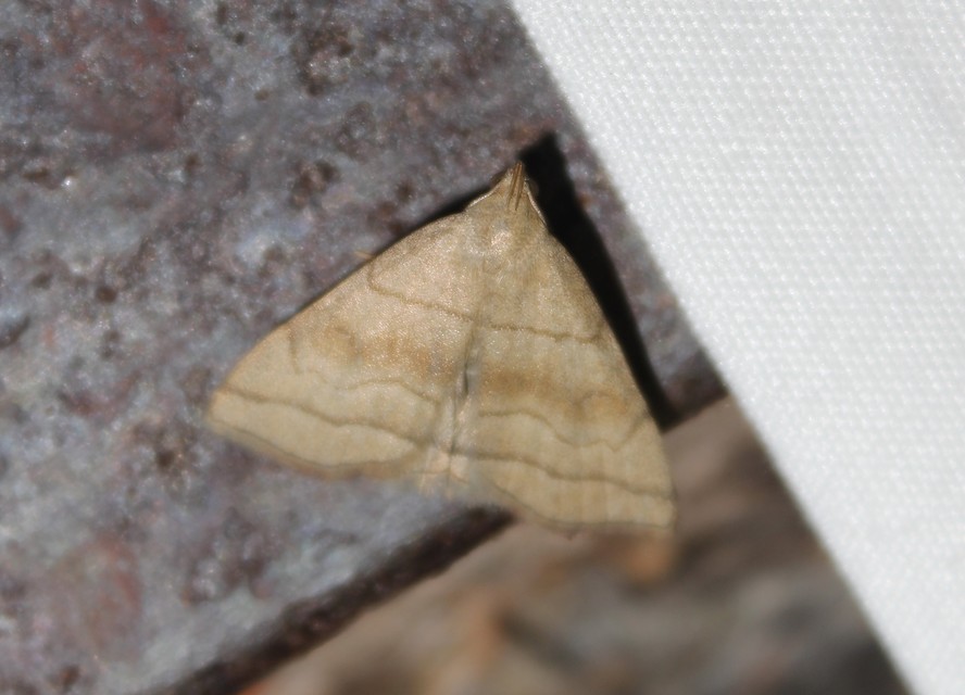 Herminia tarsicrinalis - szőröslábú karcsúbagoly