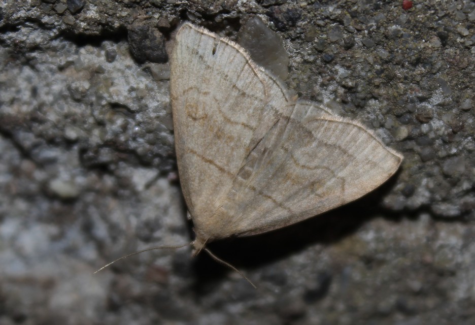 Herminia tarsicrinalis - szőröslábú karcsúbagoly