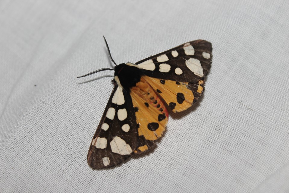Arctia villica - fekete medvelepke