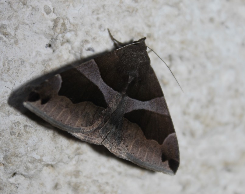 Dysgonia algira - déli porcelánbagoly