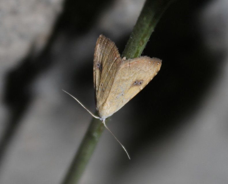 Rivula sericealis - selymes lórombagoly