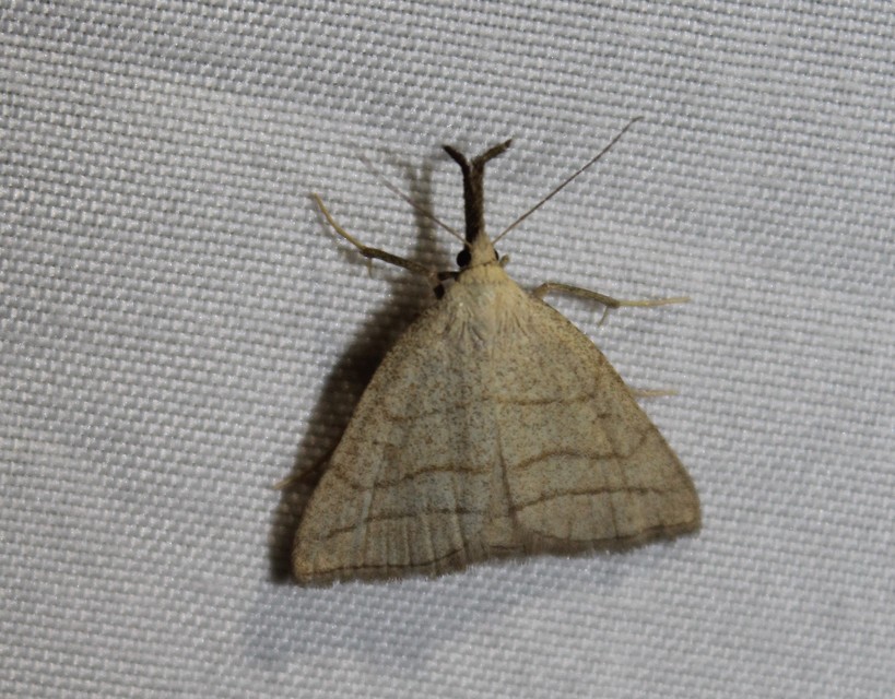 Polypogon tentacularia - sötétaljú karcsúbagoly