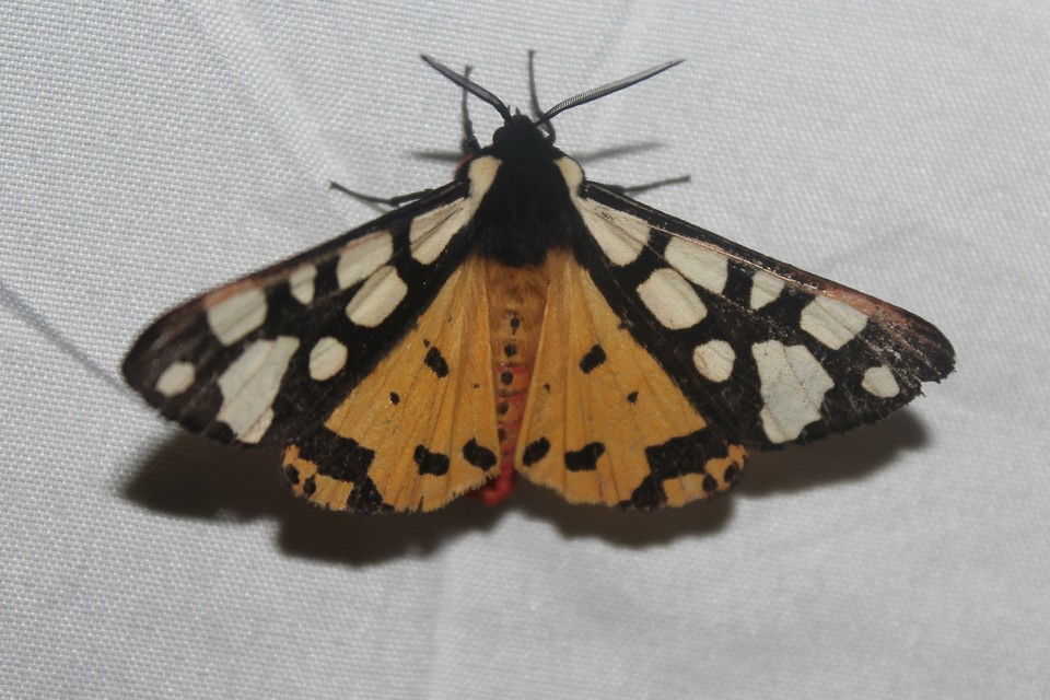 Arctia villica - fekete medvelepke