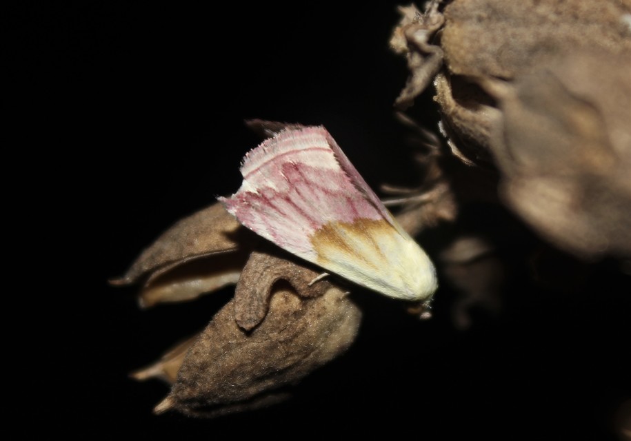 Eublemma purpurina - bíboros törpebagoly