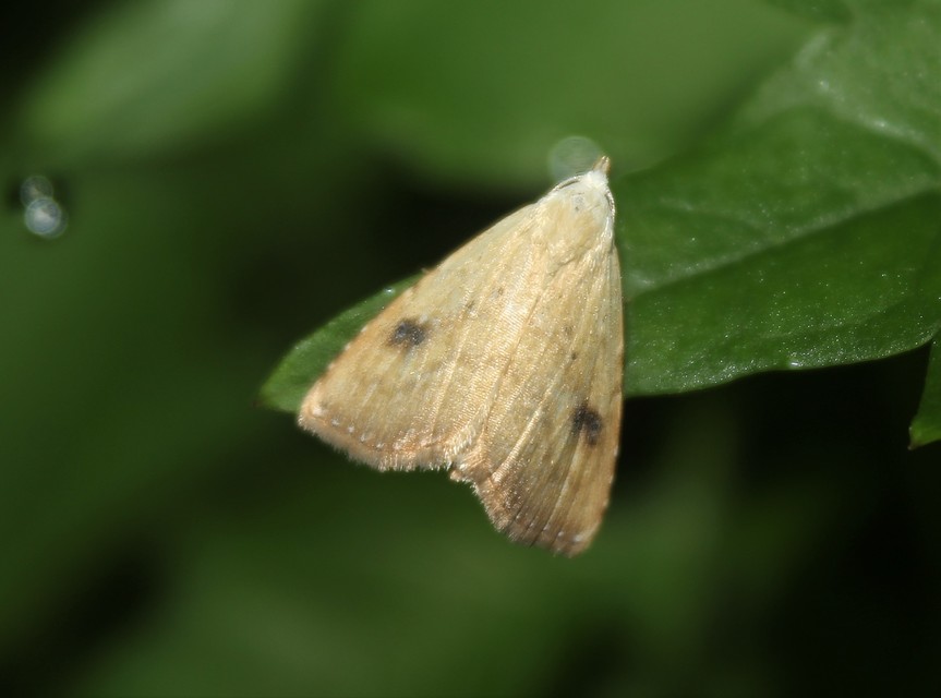Rivula sericealis - selymes lórombagoly