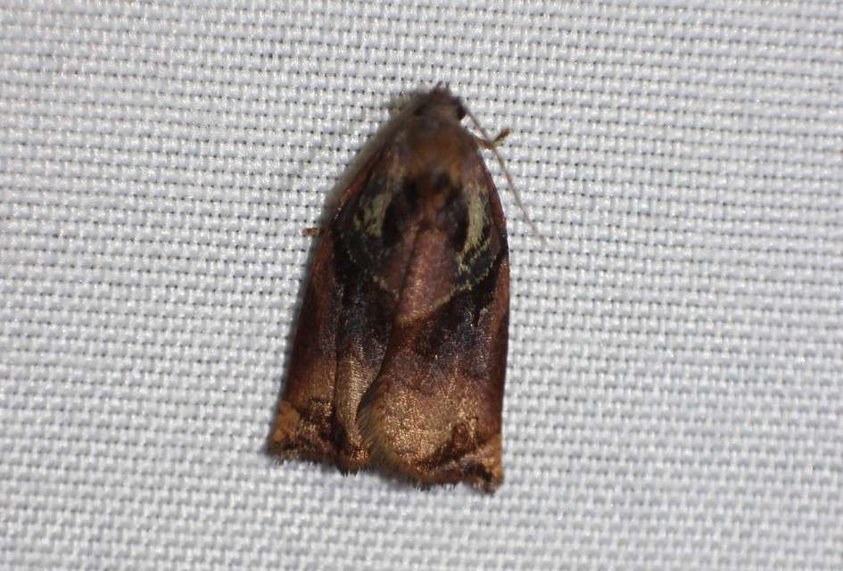 Archips podana - dudvarágó sodrómoly