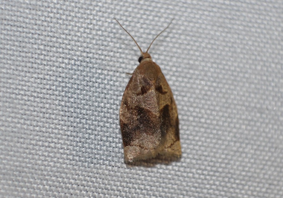 Archips rosana - rózsailonca