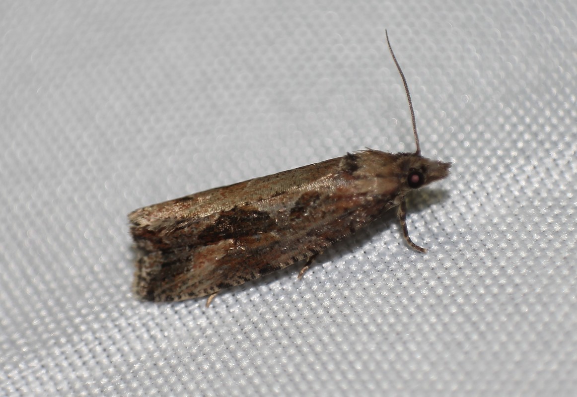 Endothenia quadrimaculana - mocsári tükrösmoly