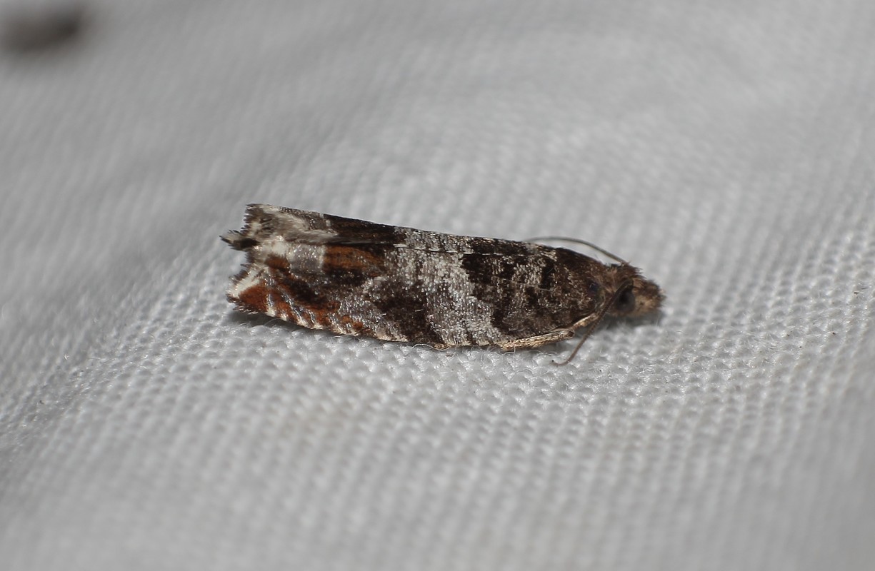 Ancylis achatana - márványos horgasmoly