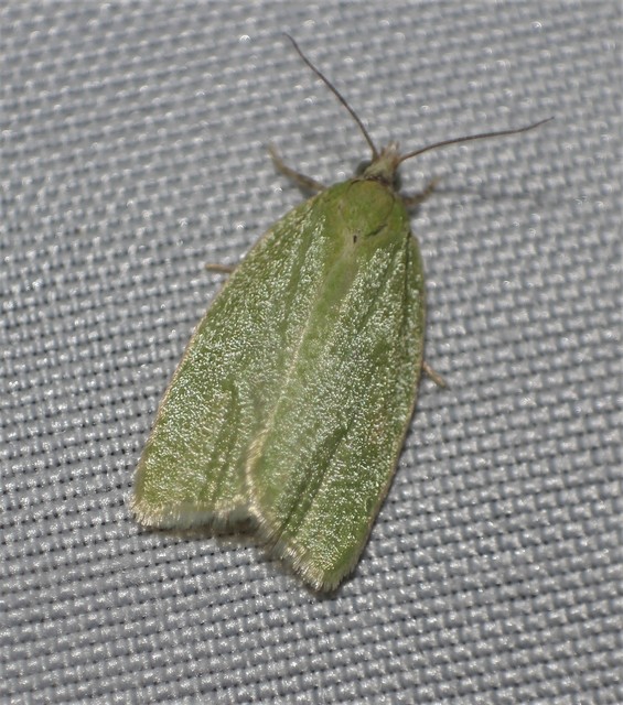 Tortrix viridana - tölgyilonca