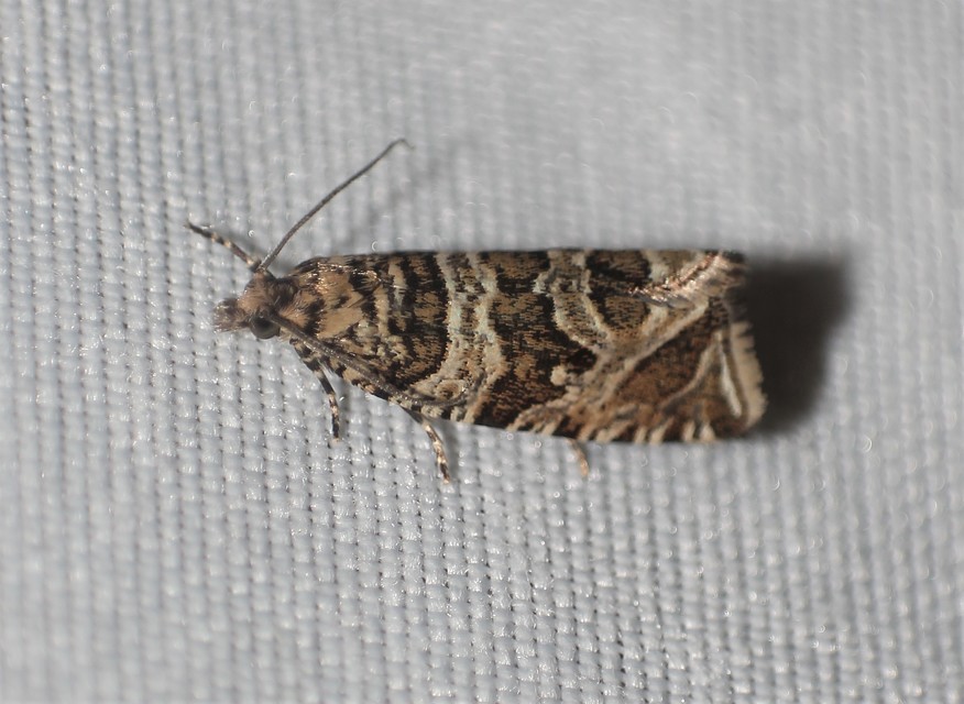 Celypha rivulana - dudvasodró tükrösmoly