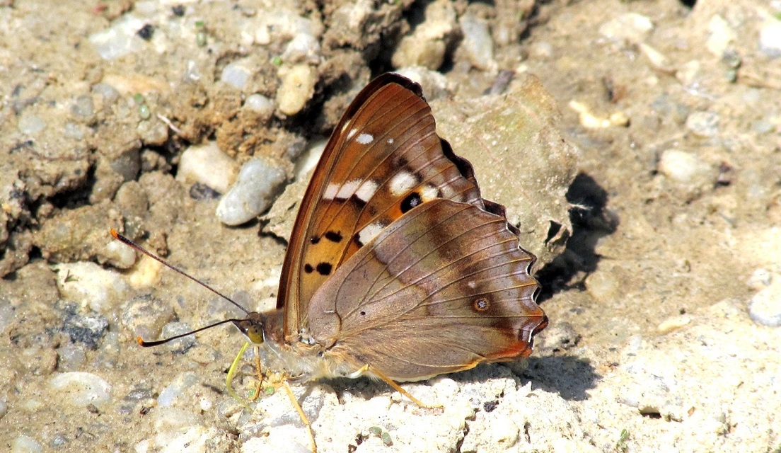 Apatura ilia - kis színjátszólepke