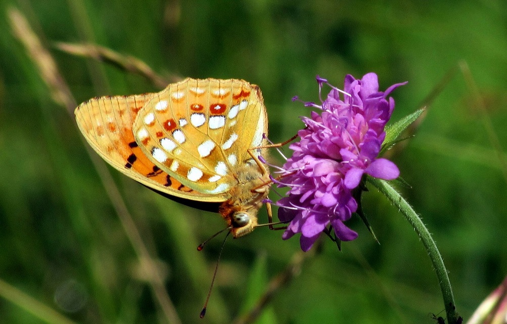 Argynnis adippe - ezüstös gyöngyházlepke
