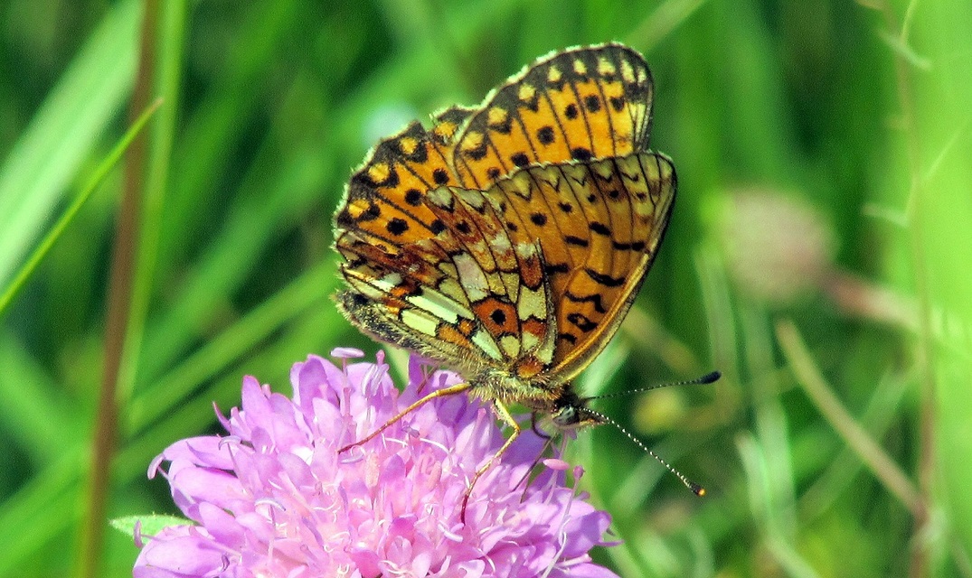 Boloria selene - fakó gyöngyházlepke