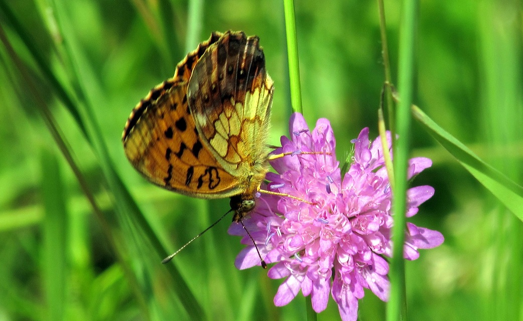 Brenthis daphne - málna-gyöngyházlepke Brenthis daphne - málna-gyöngyházlepke