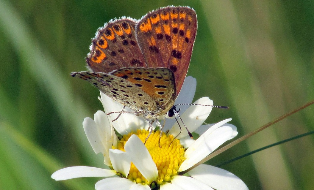 Lycaena tityrus - barna tűzlepke