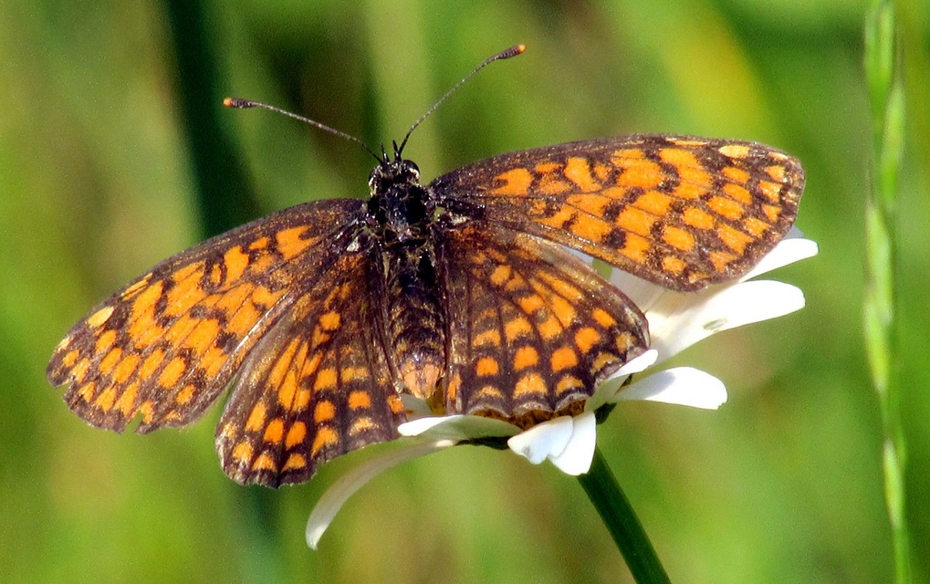 Melitaea athalia - közönséges tarkalepke