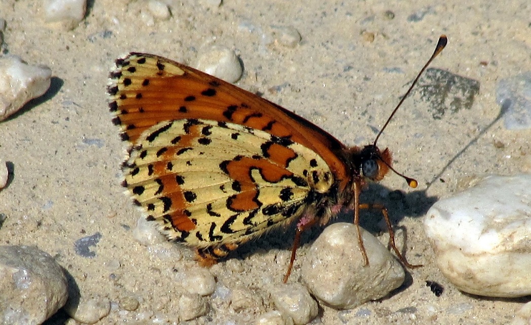 Melitaea didyma - tüzes tarkalepke